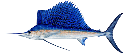 sailfish