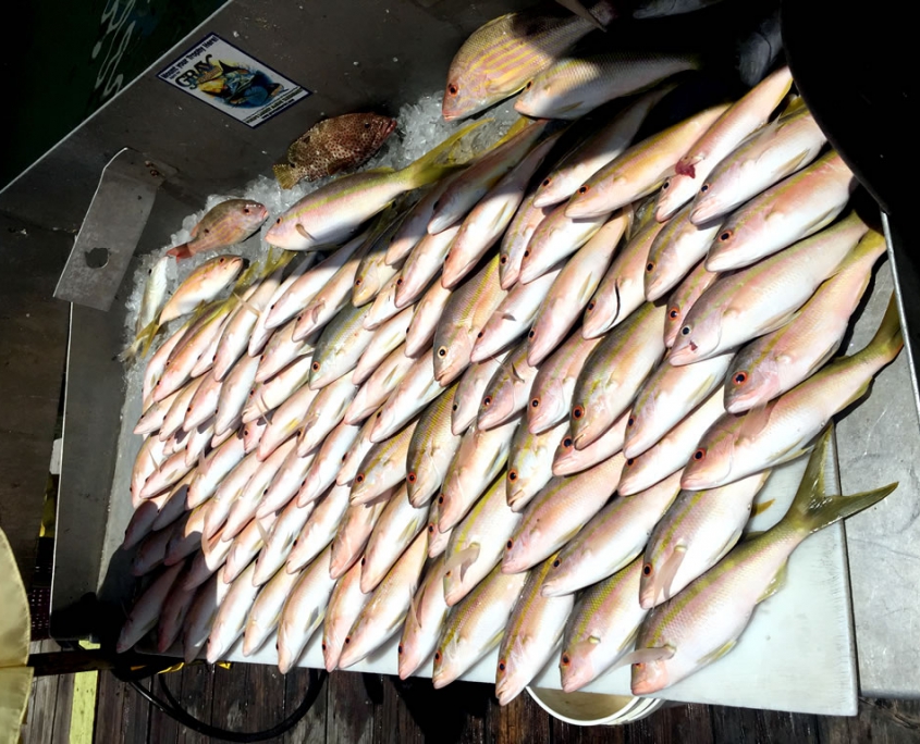 Standard Catch Seadog Charters Standard Catch Seadog Charters